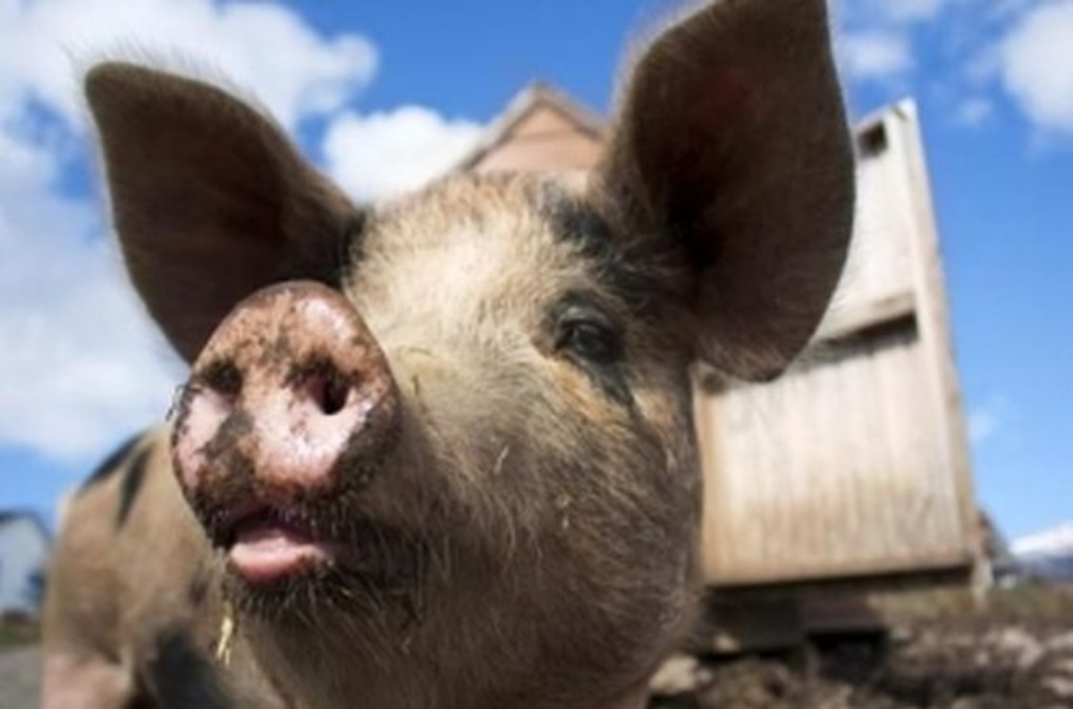 Из-за африканской чумы Украина запретила ввоз свинины из России