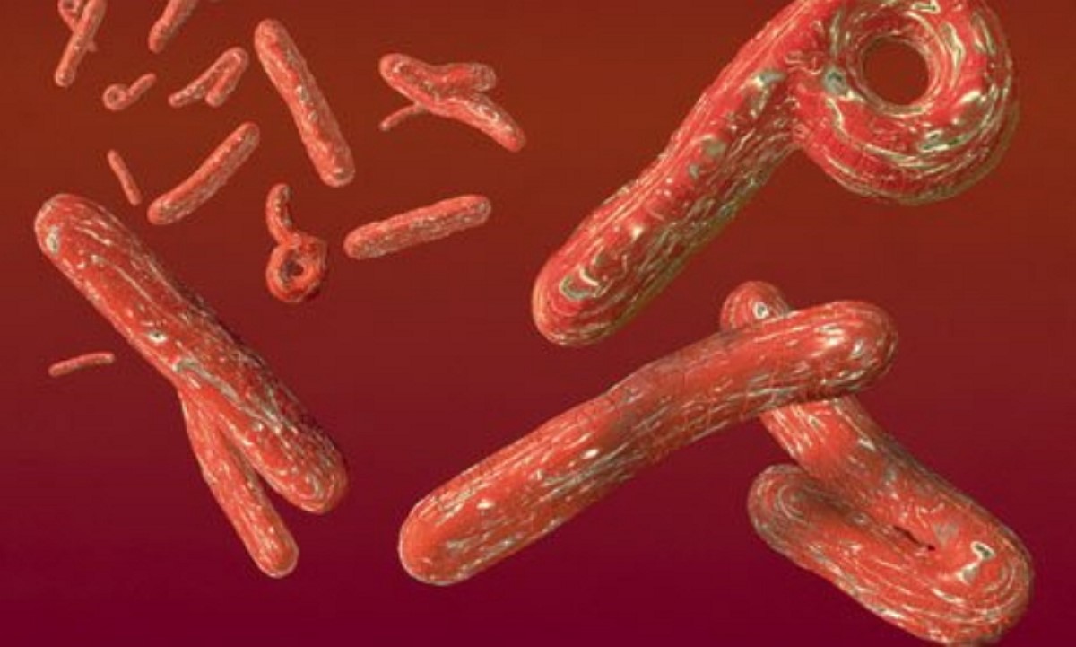 В Украине не зафиксировано случаев заболевания лихорадкой Эбола - Минздрав