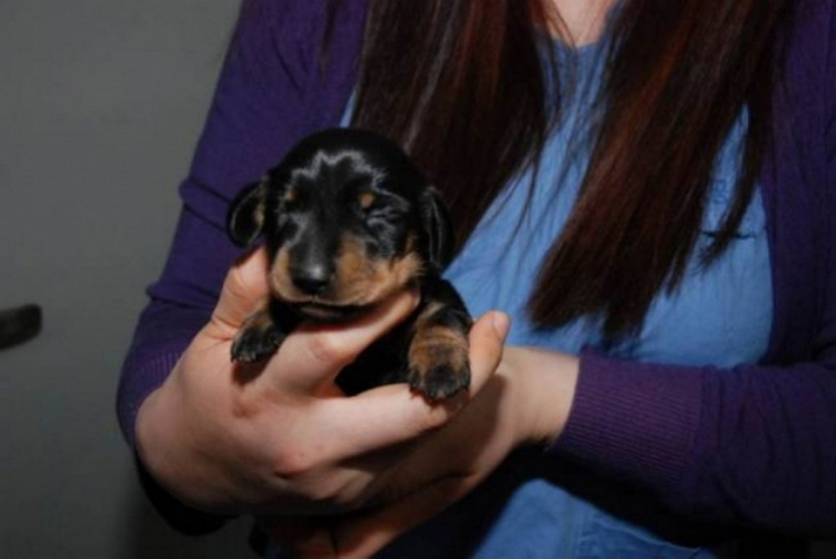 В Британии появилась первая клонированная собака