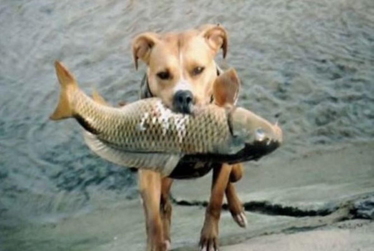 Необычное поведение пса, спасающего рыбу, удивило пользователей Интернета