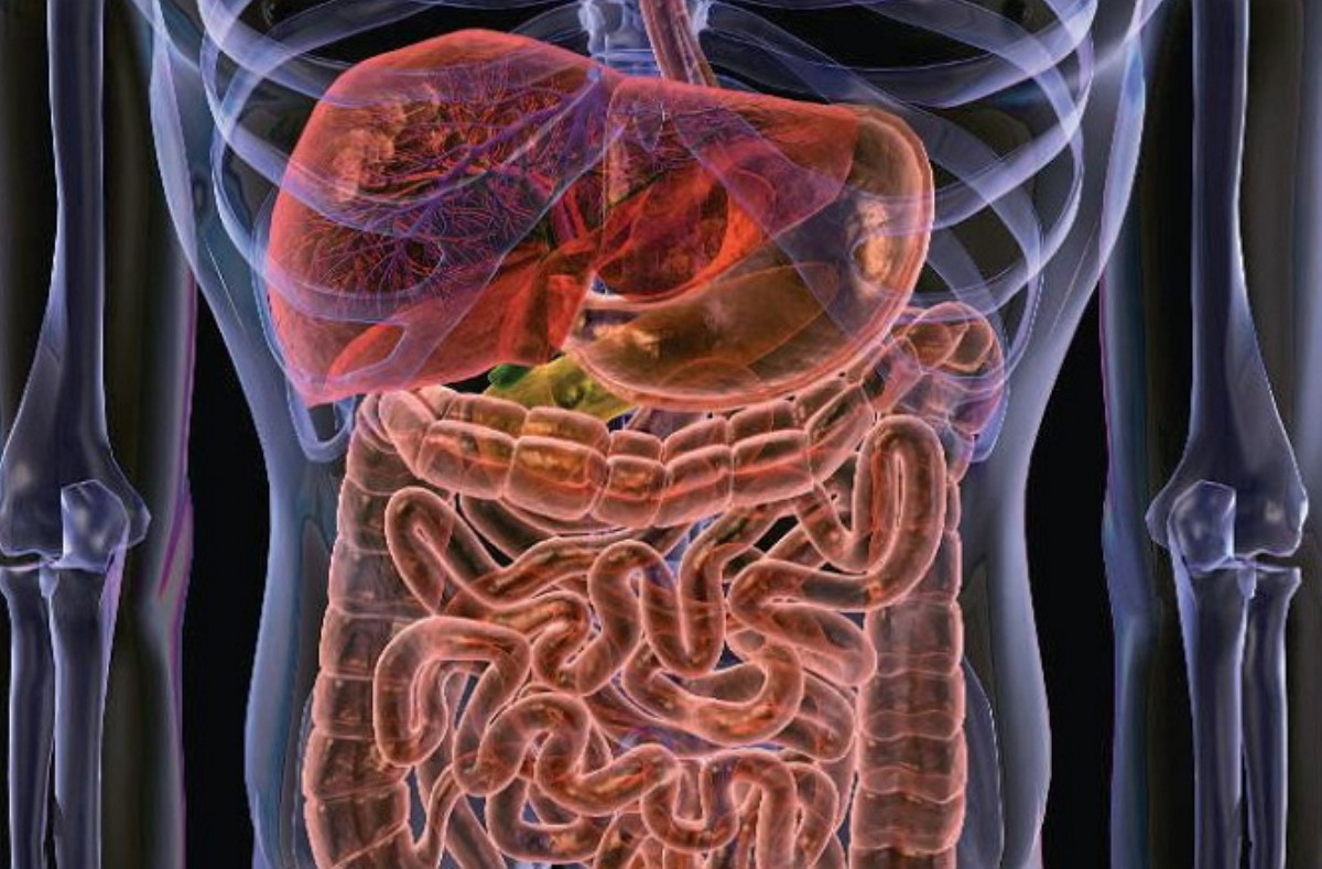 Бактерии в кишечнике человека определяют его вкусовые пристрастия - медики