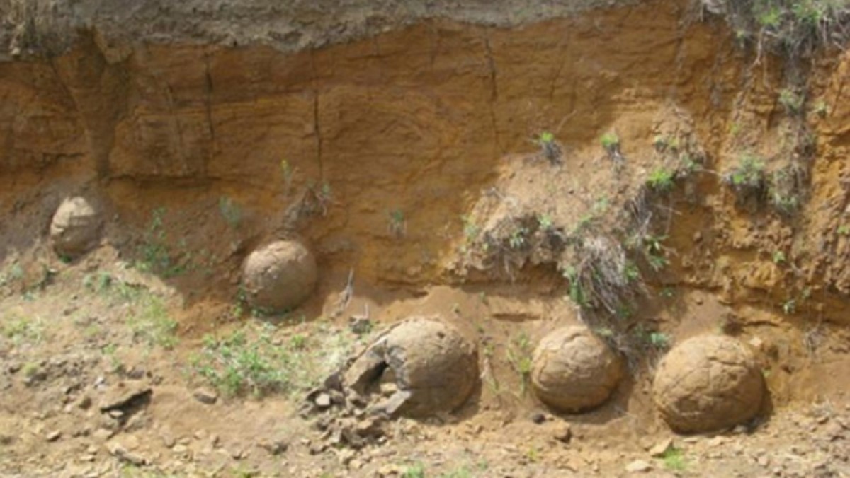 В степях Монголии нашли яйца динозавра в хорошем состоянии