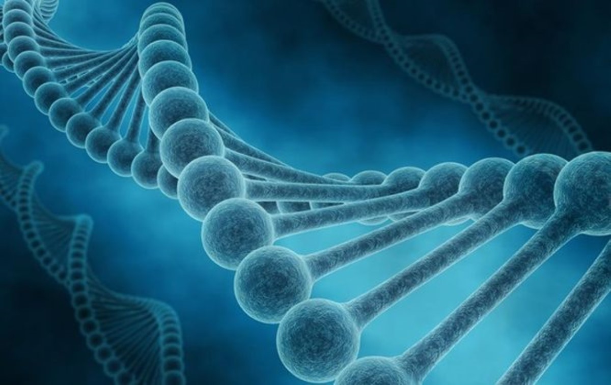 Ученые нашли еще один «ген долголетия»