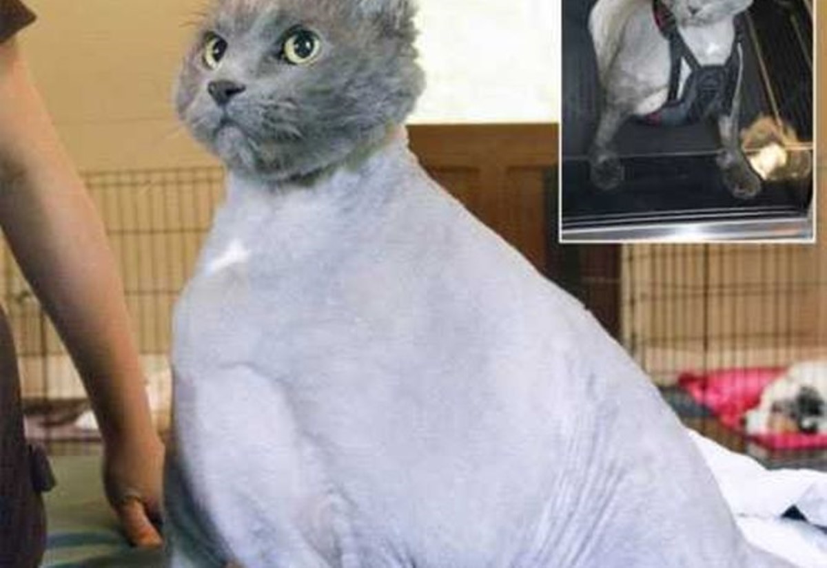 14-килограммового приблудного кота посадили на диету