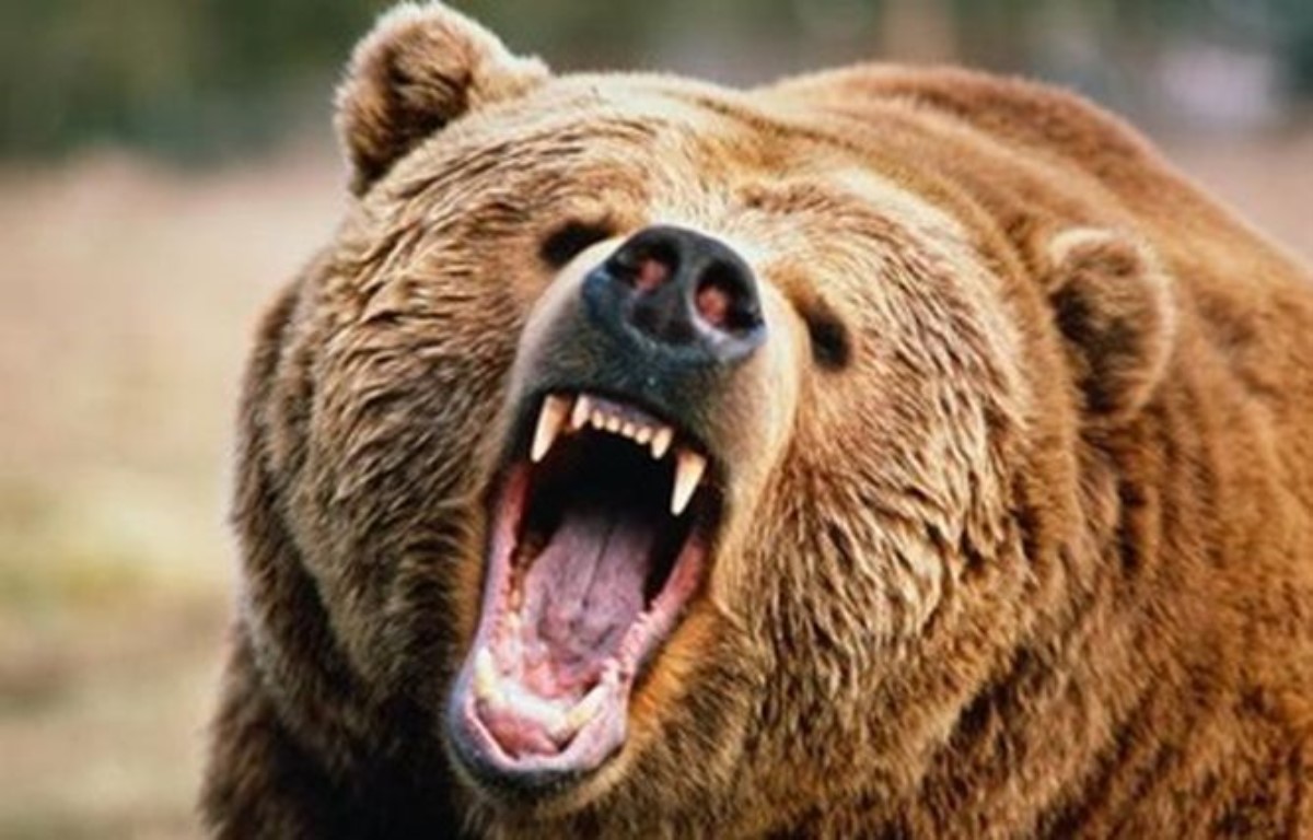 Медведь загрыз насмерть 22-летнего американца