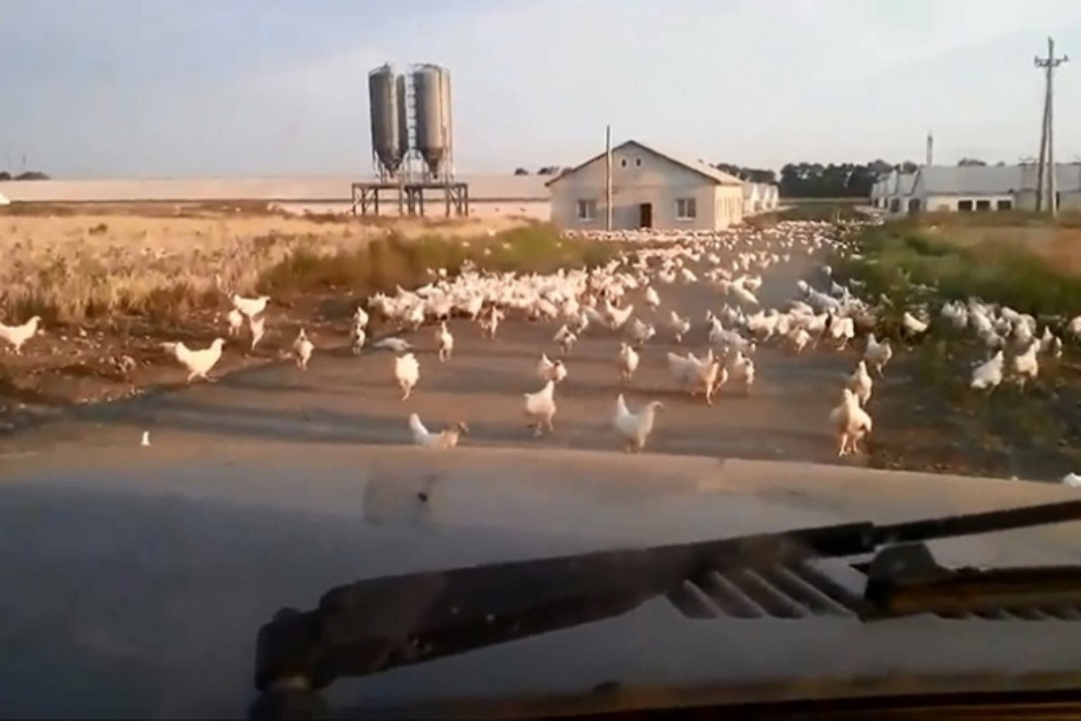 Тысячи голодных кур на Луганщине занимаются каннибализмом