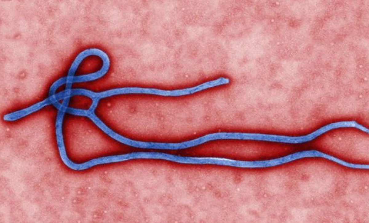 ВОЗ получила 1500 доз экспериментальной вакцины от Эболы