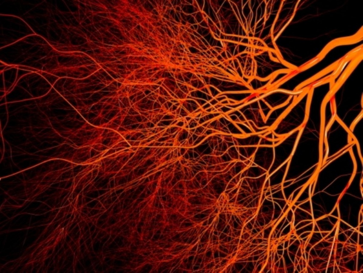 Ученые создали технологию восстановления кровеносных сосудов