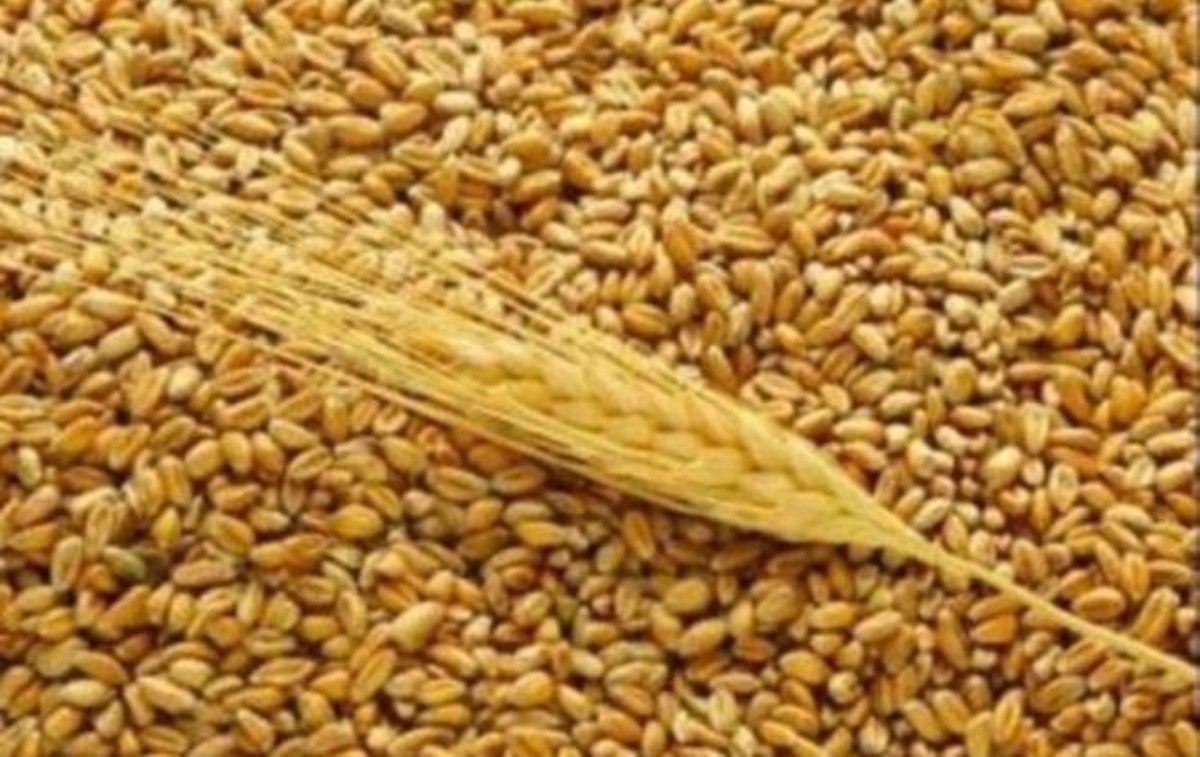 Украина заняла второе место в мире по объему экспорта зерновых