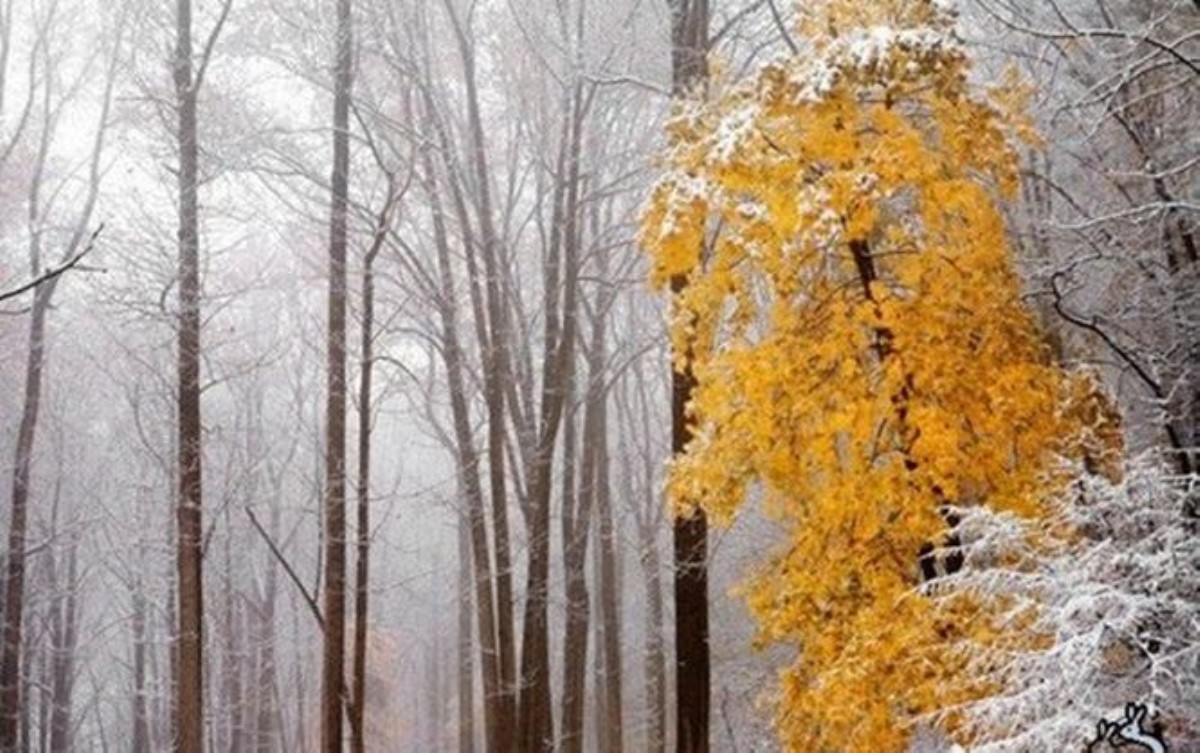 В ноябре погода в Украине будет «чудить»