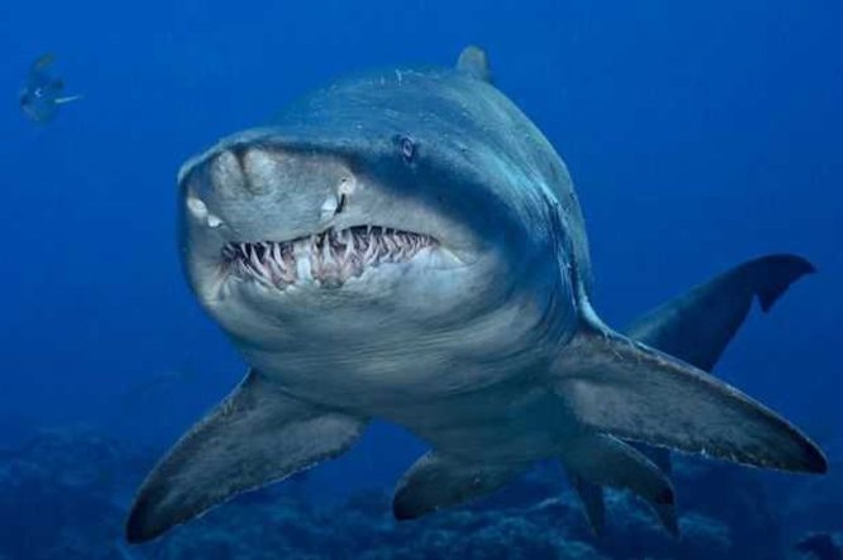 Рыбаки содрогнулись, увидев содержимое желудка гигантской акулы