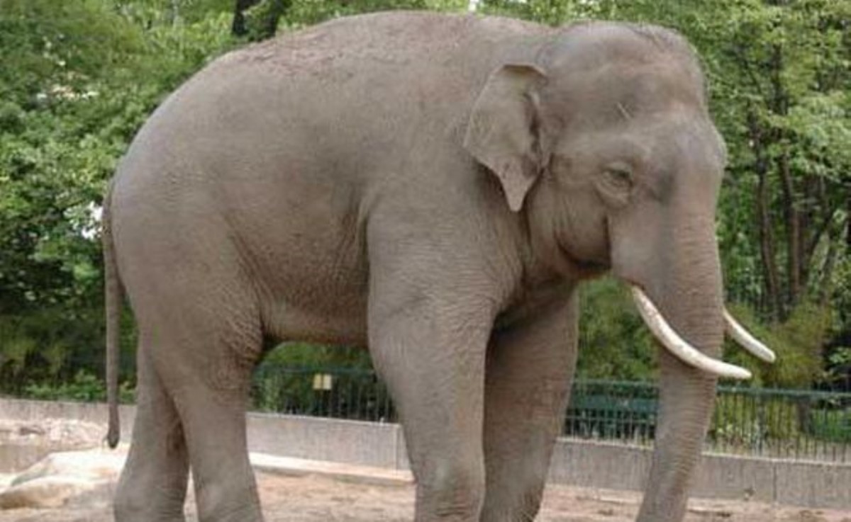 Бешеный слон ускакал с двумя россиянками на спине в джунгли