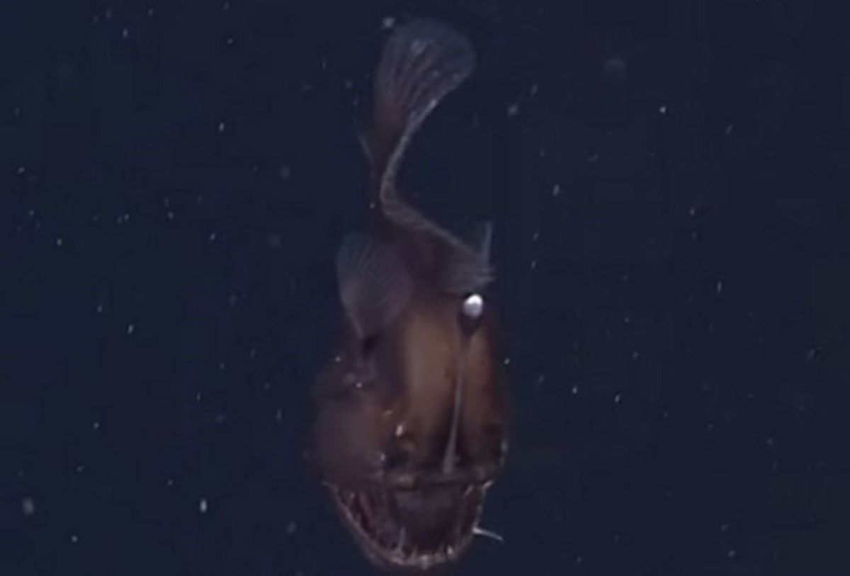 В Интернете появилось видео с омерзительным черным «морским чертом»