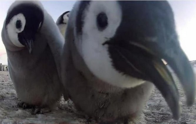 Исследователи заслали робота-шпиона в стаю пингвинов
