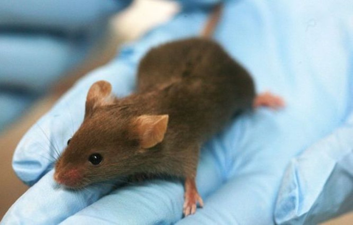После пересадки человеческих клеток мыши резко поумнели