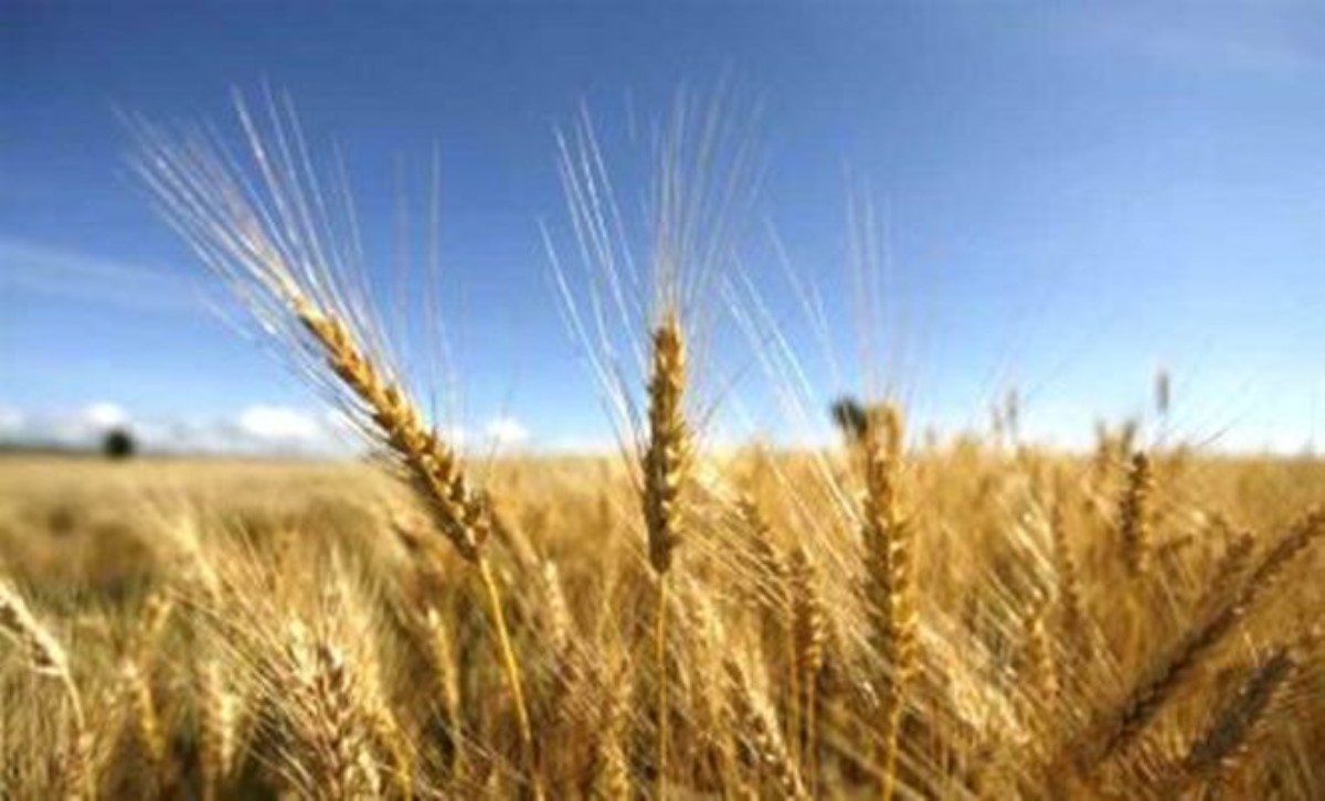 Украина экспортирует зерно рекордными темпами