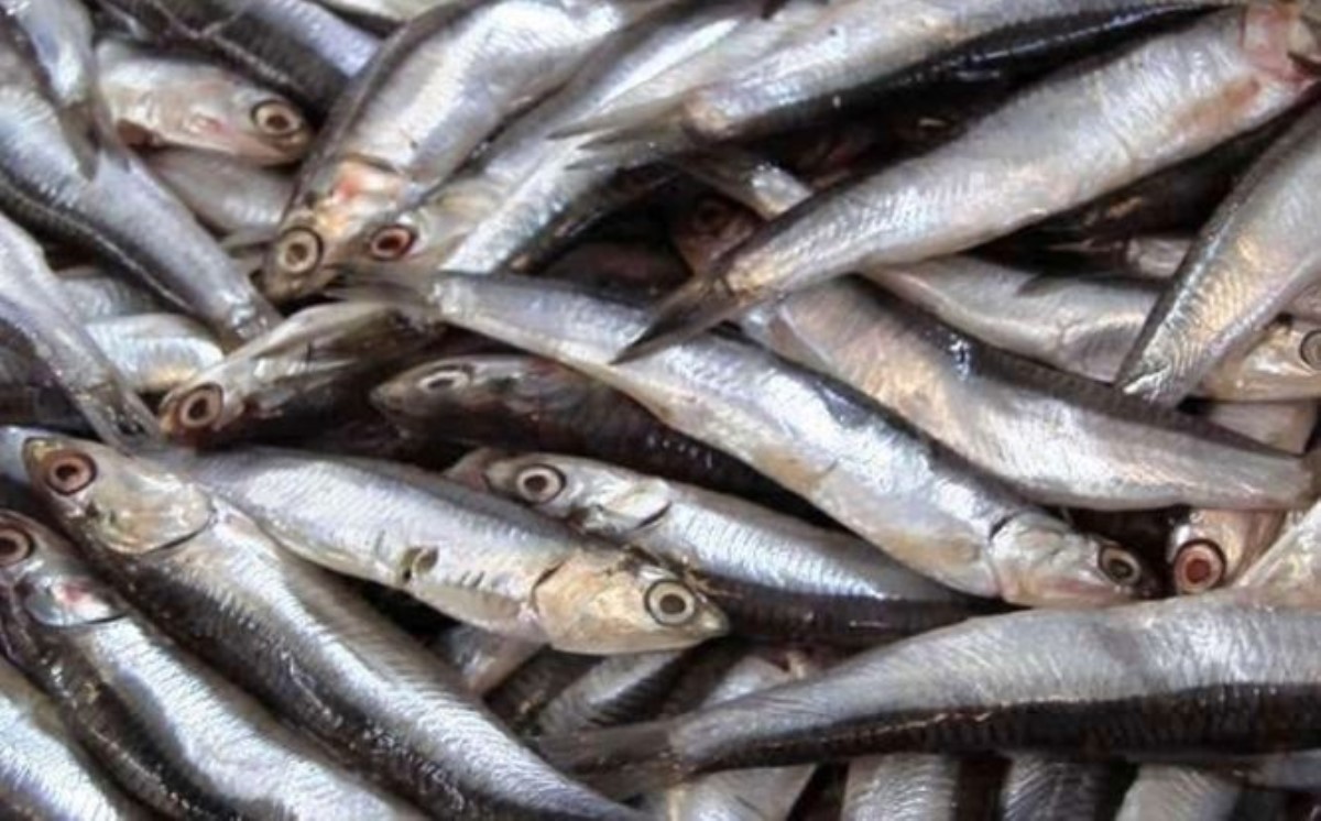 В Крыму улов рыбы упал на 60%