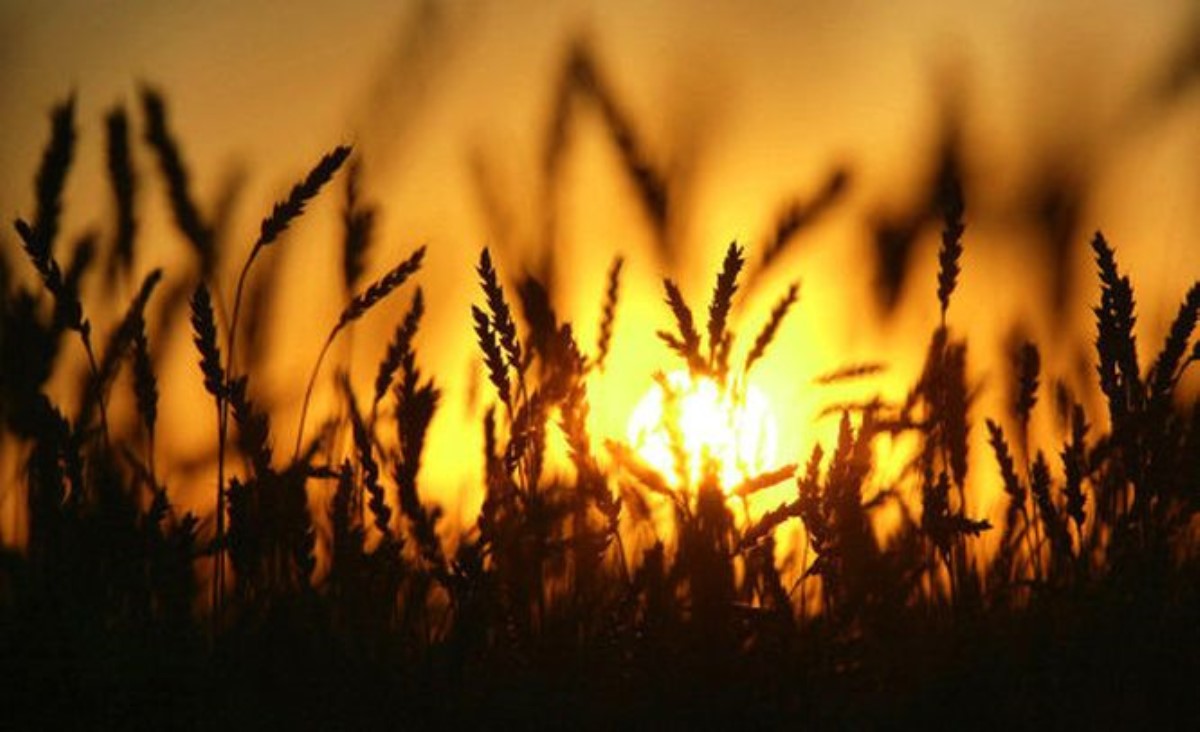 Россия вводит ограничения на экспорт пшеницы с 1 февраля