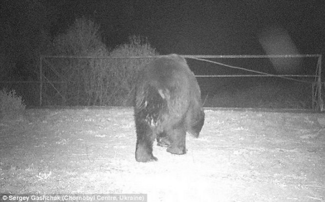 В Чернобыльскую зону вернулись медведи