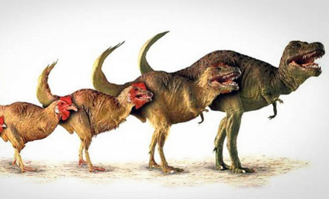 Куры и индейки оказались ближайшими родственниками динозавров