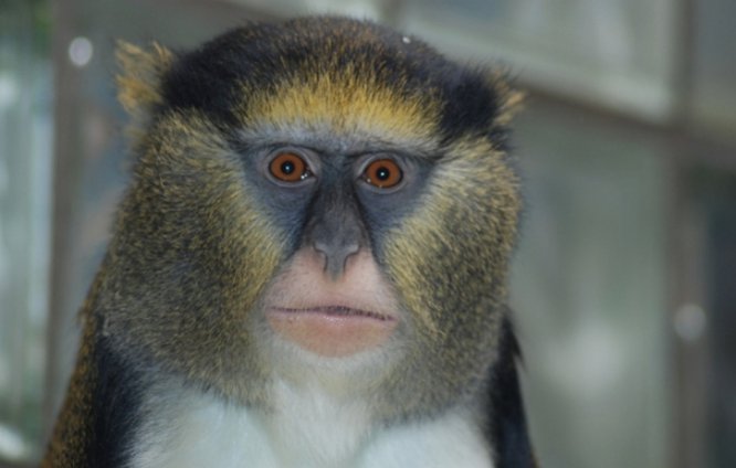 Ученые «перевели» язык обезьян