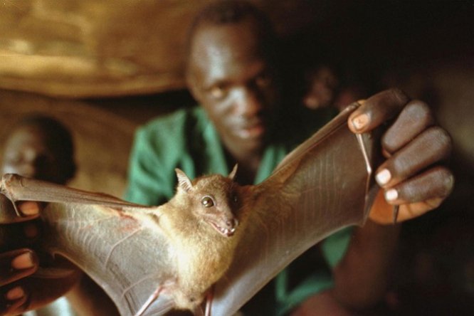 Причиной эпидемии Эбола стала игра ребенка с летучей мышью