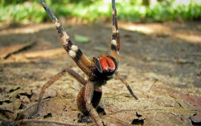 Ученые нашли замену виагре в яде пауков