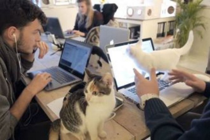 В офисе европейской фирмы коты работают вместе с людьми