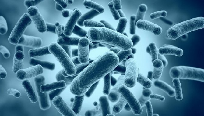 В жилых домах ученые находят целые колонии неизвестных бактерий
