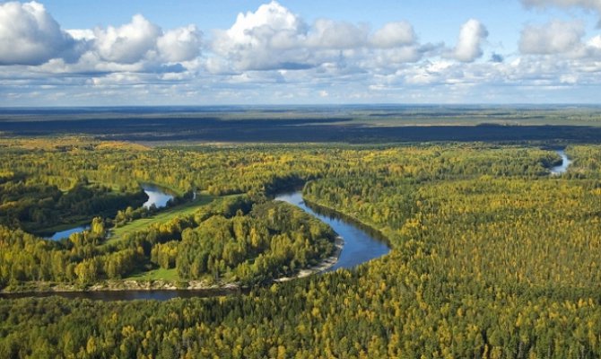 Россия и Канада стали мировыми лидерами по потере лесов