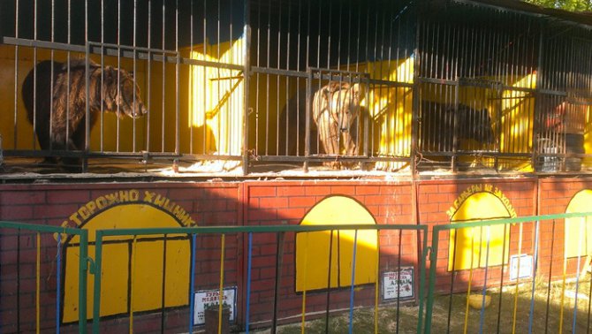 Передвижные зоопарки попали под запрет в Украине