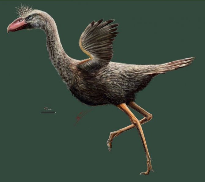 Палеонтологи воссоздали голос древней гигантской "птицы ужаса"