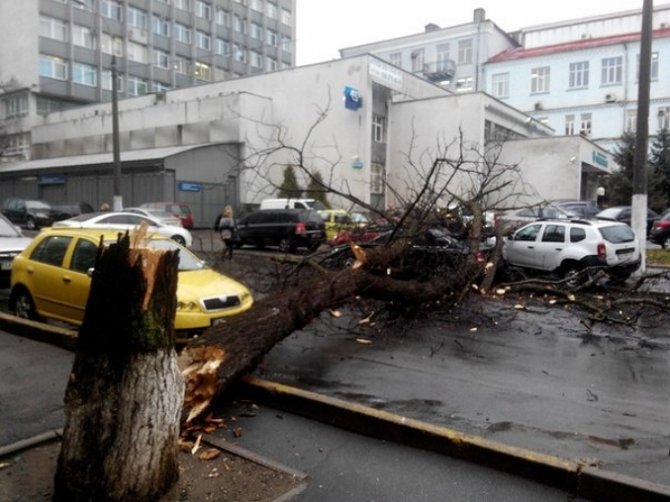 В Киеве на девушку упало дерево