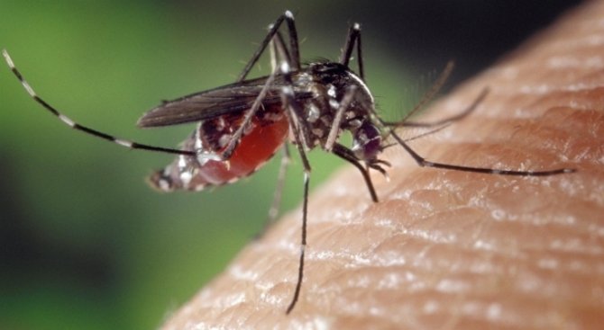 Ученые обнаружили, что комары выбирают свою жертву по генам
