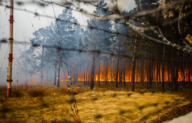 За выходные площадь лесных пожаров в России значительно увеличилась