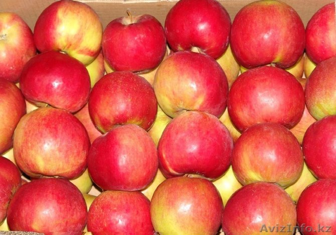 Польша за сезон увеличила экспорт яблок в Украину в 6 раз