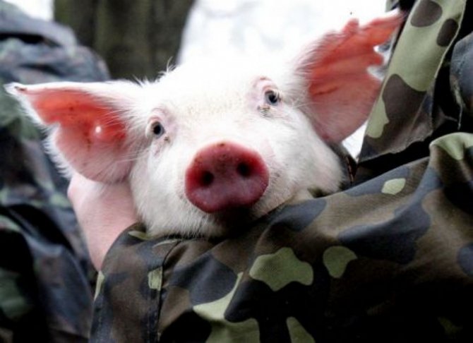 Под Киевом появилась африканская чума свиней