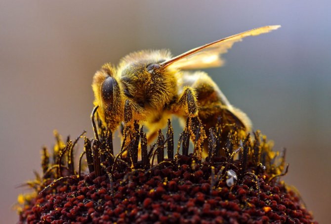 В США погибло примерно 40% пчелиных колоний