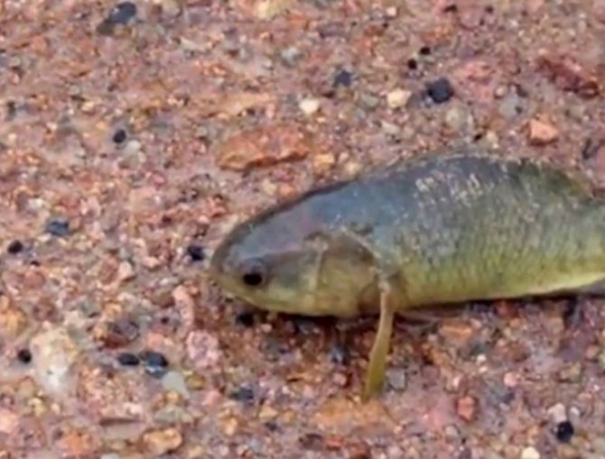 Австралию заселяет рыба, которая может жить без воды