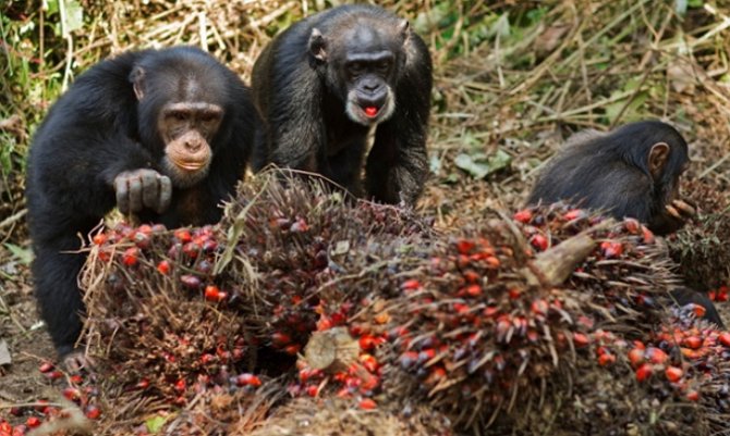 Антропологи обнаружили алкоголиков среди диких обезьян