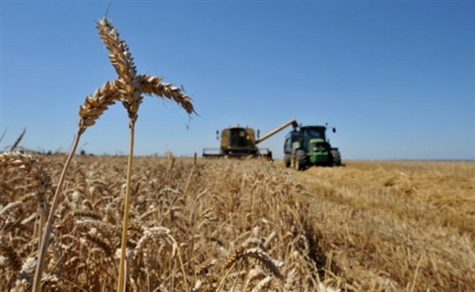 В США увеличили прогноз урожая украинской пшеницы