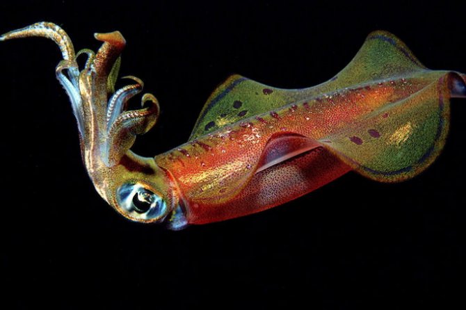 Ученые создали уникальный камуфляж на основе кожи кальмара