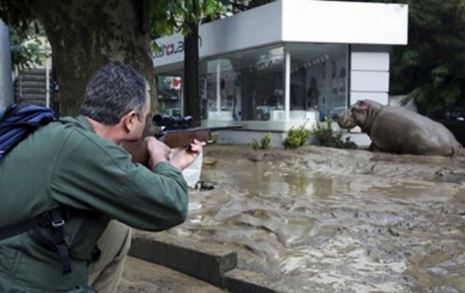 В Тбилиси из-за наводнения погибли 300 животных из зоопарка