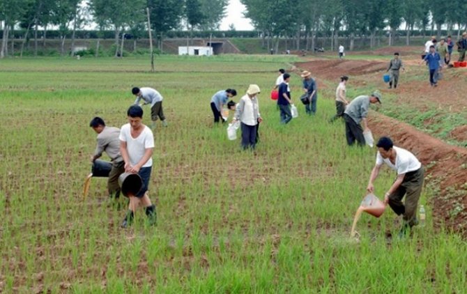 Северной Корее грозит голод