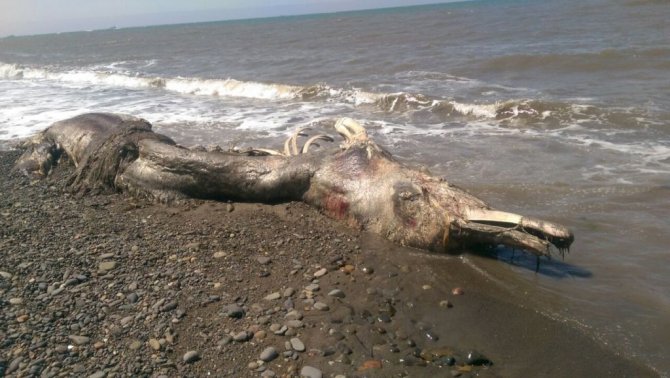В России на берег выбросило останки неизвестного животного