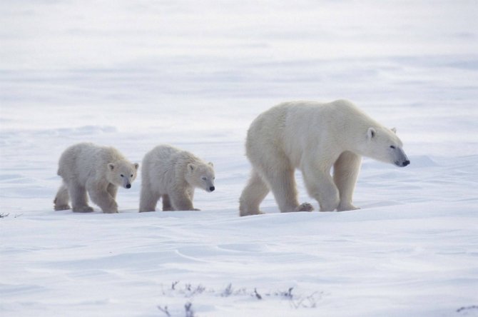 Через десять лет белые медведи могут исчезнуть - экологи