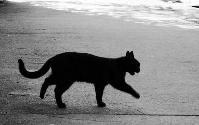 В Винницкой области кот стал виновником ДТП со смертельным исходом