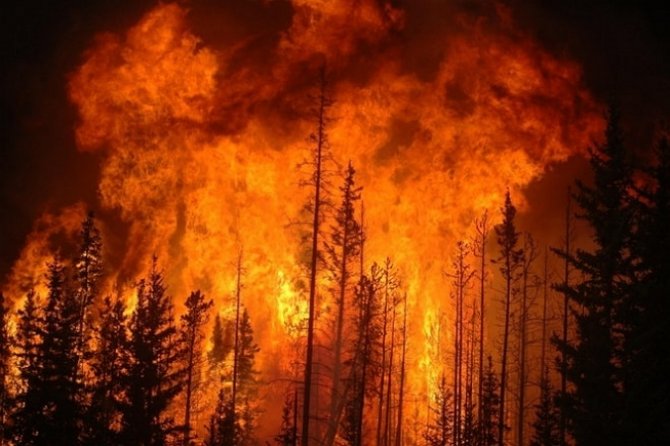В России пожар охватил почти 100 тыс. гектаров леса