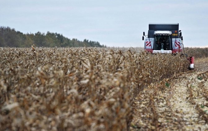 Главным украинским экспортным товаром стала кукуруза