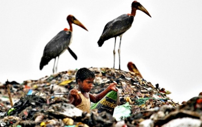 К 2050 году 99% морских птиц будут питаться пластмассой - ученые